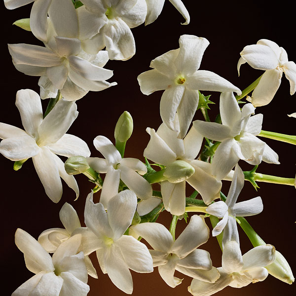 Clary Sage Heart Note